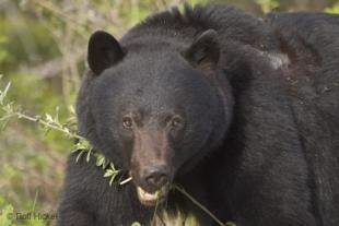 photo of Black Bear