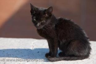 photo of Black Kitten Picture