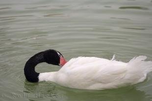 photo of Black Necked Swan