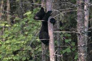 photo of Black Bear Cub On Tree