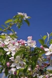 photo of Blossom Time Apricot Trees South Tyrol Italy