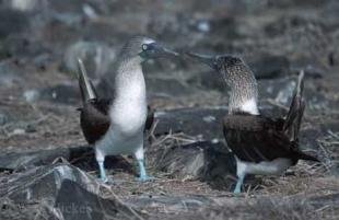 photo of Blue Footed Boobies