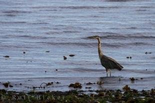 photo of Blue Heron Vancouver Island