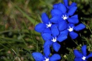 photo of Blue Mountain Flowers