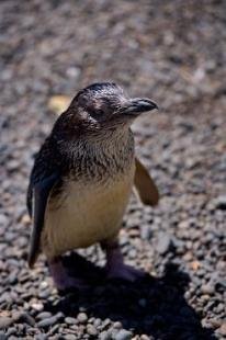 photo of Blue Penguin Picture