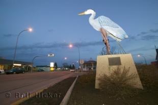 photo of blue heron