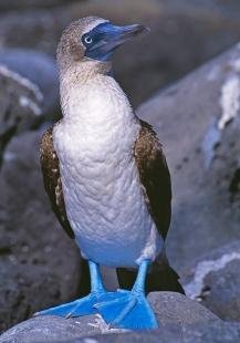 photo of Blue footed Booby Bird Galapagos Islands