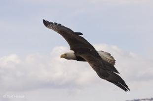 photo of bold eagle