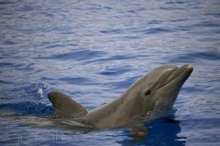 photo of Bottlenose Dolphin Profile Valencia Spain Aquarium