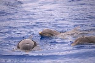photo of Bottlenose Dolphins Group L Oceanografic Valencia