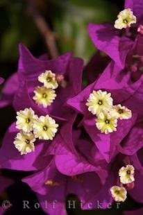 photo of Bougainvillea Pictures Valencia Spain