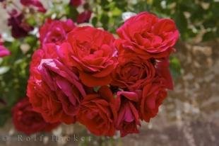 photo of Bouquet Of Roses