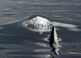 photo of Whale Breaking Surface Air bubbles