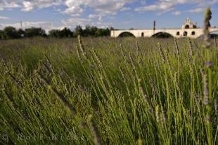 photo of Bridge Landscape Avignon Provence France