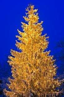 photo of Bright Christmas Tree Picture