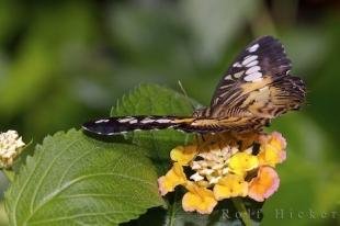 photo of Brown Clipper Butterfly Victoria Gardens