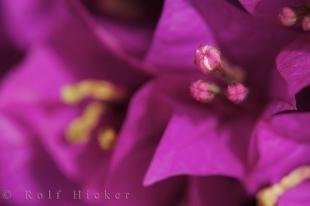 photo of Budding Bougainvillea Ornamental Plant Picture