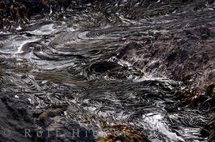 photo of Bull Kelp Picture Taiaroa Head Otago New Zealand