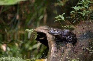 photo of Bullfrog Picture