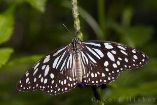 photo of Butterflies Victoria Butterfly Gardens BC