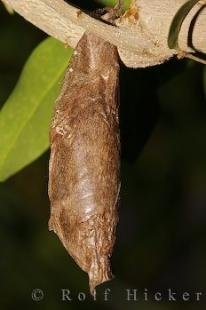 photo of Butterfly Cocoon Picture