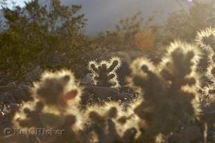 photo of california cactus