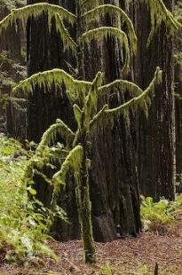 photo of California Redwood Tree