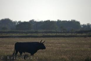 photo of Camargue Bull