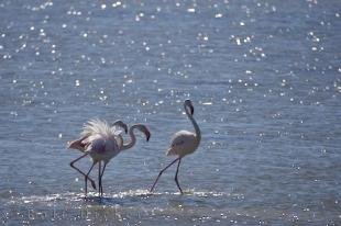 photo of Greater Flamingo Birds Camargue France