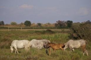 photo of Camargue Horses Provence