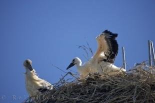 photo of Camargue White Storks Nesting Picture