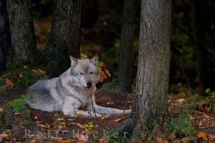 photo of Timber Wolf Canis Lupus Parc Omega Montebello Quebec Canada