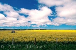 photo of Canola Flowers Alberta