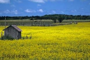 photo of canola field