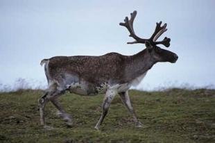 photo of Alaska Caribou Denali