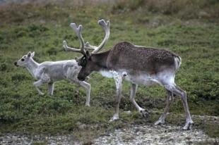 photo of caribous