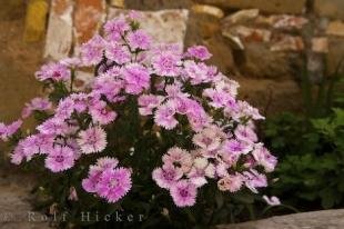 photo of Carnation National Flower Spain