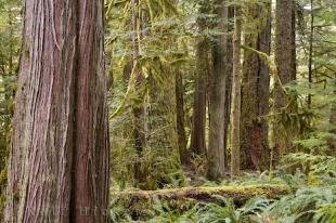 photo of Cathedral Grove Forest Vancouver Island