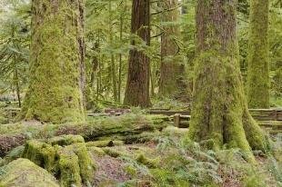 photo of Photo Of Cathedral Grove