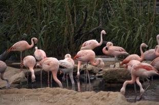 photo of Chilean Flamingos
