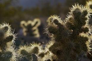 photo of Cholla Cacti