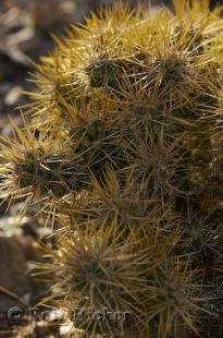photo of Cholla Cactus