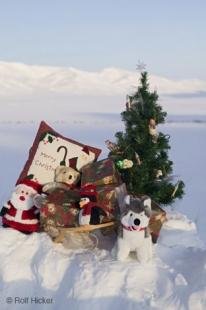 photo of Christmas Tree Pictures