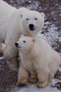 photo of Churchill Wildlife Management Area Polar Bears