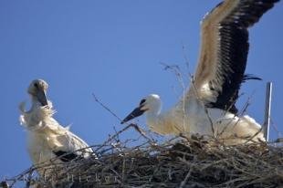 photo of White Stork Birds Ciconia Ciconia Camargue France