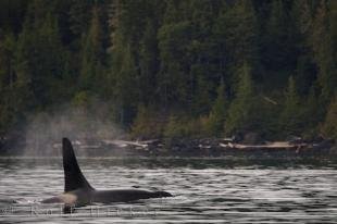 photo of Coastal Killer Whale Northern Vancouver Island BC