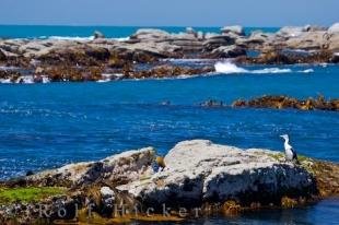 photo of Coastal Ocean Biome Kaikoura