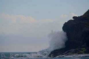 photo of Coastline Curio Bay Fossil Forest New Zealand