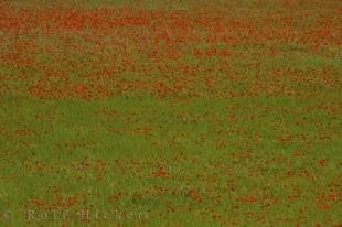 photo of Colorful Poppy Field Riez Village Provence France