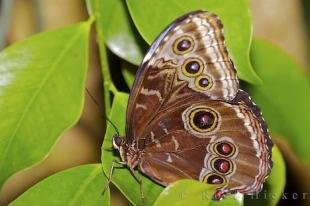 photo of Common Blue Morpho Butterfly